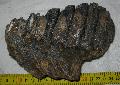 Mammuthus meridionalis fog Lh: Kavicsbnya Gy: 2015. november (950)