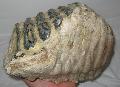 patologis Mammuthus meridionalis vagy si trogontherii fels fog. Lh: Kavicsbnya Gy: 2015. (956)