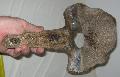 Mammuthus sp. csigolya vertebra Lh: Kavicsbnya Gy: 2015. december (990)