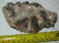 Mammuthus meridionalis rgs sorn elkoptatott foga Lh: Kavicsbnya Gy: 2015. december (997)