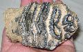 Mammuthus meridionalis rgs sorn elkoptatott foga Lh: Kavicsbnya Gy: 2015. december (997)