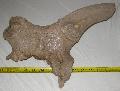Megaloceros giganteus koponya Lh: Kavicsbnya Gy: 2015. december (1000)