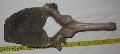 Mammuthus sp. csigolya (vertebra) Lh: Kavicsbnya Gy: 2015. december (1029)