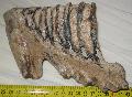 Mammuthus primigenius fog Lh: Hatvan, kavicsbnya Gy: 2002. (1030)