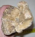 Bison calcaneum csont Lh: Hatvan, kavicsbnya Gy: 2002. (1055)