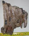 Mammuthus sp. vagy Elephas antiquus fog Lh: Kavicsbnya Gy: 2015. december (1056)