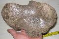 Mammuthus sp calcaneus csont tredk Lh: Kavicsbnya Gy: 2015. december (1072)