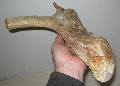 Megaloceros giganteus sztszradt agancs maradvnya Lh: Kavicsbnya Gy: 2015. (1095)