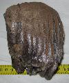 Mammuthus sp. fog tredk Lh: Kavicsbnya Gy: 2016. janur (1113)