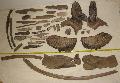 Elephas ( Palaeoloxodon ) antiquus 2 db 39-40 cm es als fog + 2 db 9,5 kg -os fels fog hozz ragasztott koponyadarabokkal + 23 db 9-41,5 cm-es agyar tredk Lh: Kavicsbnya Gy: 2016. janur  (1100)