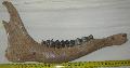 Megaloceros giganteus risszarvas llkapocs Lh: Kavicsbnya Gy: 2016. februr (1195)