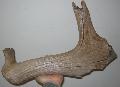Megaloceros giganteus agancs Lh: Kavicsbnya Gy: 2016. mrcius (1212)