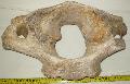 Mammuthus sp. atlasz els nyakcsigolya Lh: Kavicsvnya Gy: 2016. mrcius (1214)
