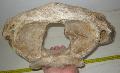 Mammuthus sp. atlasz els nyakcsigolya Lh: Kavicsvnya Gy: 2016. mrcius (1214)