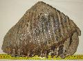 Mammuthus sp. fog Lh: Kavicsbnya Gy: 2016. prilis (8)