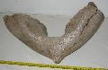 Mammuthus sp. (jaw) lkapocs csont Lh: Kavicsbnya Gy: 2013. (1340)