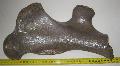 Stephanorhinus (etruscus?) orrszarv femur csont Lh: Kavicsbnya Gy: 2016. prilis (1365)