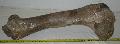 Megaloceros giganteus femur comb csont Lh: Kavicsbnya Gy: 2016. mjus (1391)