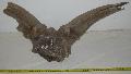 Megaloceros giganteus risszarvas koponya tredk Lh: Kavicsbnya Gy: 2016. mjus (1411)