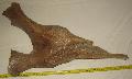 Mammuthus sp. medence csont Lh: Kavicsbnya Gy: 2016. jnius (1502)