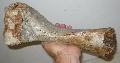 Bison sp.? humerus csont Lh: Kavicsbnya Gy: 2016. jnius (1589)