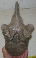 Mammuthus sp. csigolya vertebra Lh: Kavicsbnya Gy: 2016. jlius (1606)