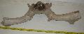Megaloceros koponya tredk Lh: Kavicsbnya Gy: 2016. jlius (1608)