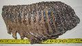 Mammuthus sp. fog Lh: Kavicsbnya Gy: 2016. jlius (1609)
