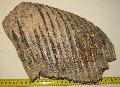 Mammuthus primigenius fog Lh: Kavicsbnya Gy: 2016. jlius (1647)