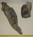 Mammuthus meridionalis llkapocs (jaw) Lh: Kavicsbnya Gy: 2016. jlius (1656)
