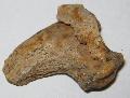 pliocn kor Ursus (etruscus?) claw Lh: Mszkbnya (16)