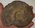 Pseudogrammoceras (toarcien) 180 milli ves ammonites s belammites kvlet Lh: Franciaorszg(42)