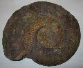 Pseudogrammoceras (toarcien) 180 milli ves ammonites kvlet Lh: Franciaorszg(42)