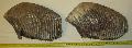 Mammuthus primigenius vagy trogontherii? fels fogpr Lh: Kavicsbnya Gy: 2016. jnius (1720)