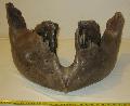 Mammuthus primigenius (M3) llkapocs (Jaw) Lh: Kavicsbnya Gy: 2016. szeptember (1748)