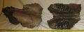 Mammuthus meridionalis koponya tredk (Skull) Lh: Kavicsbnya Gy: 2016. szeptember (1785)