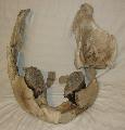 Mammuthus primigenius llkapocs (jaw) tredk (glued) Lh: Kavicsbnya gy: 2016. augusztus. (1789)