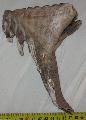Mammuthus primigenius fog Lh: Kavicsbnya Gy: 2016. oktber (1821)