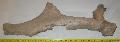 Megaloceros giganteus agancs tredk (glued) Lh: Kavicsbnya Gy: 2016. november (1843)