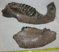 Mammuthus meridionalis llkapocs (jaw) Lh: Kavicsbnya Gy: 2016. november  (1847)