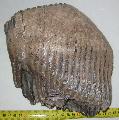Mammuthus primigenius fog Lh: Kavicsbnya gy: 2016. december (1871)