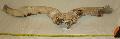 Megaloceros giganteus sztfagyott koponya tredke (glued) Lh: Kavicsbnya Gy: 2016. december (1903)