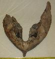 Mammuthus primigenius llkapocs (glued) Lh: Kavicsbnya Gy: 2016. december (1913)