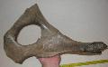 Rhino orrszarv medence csont Lh: Kavicsbnya Gy: 2016. december (1926)
